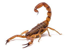 AKREP (ZEHİRLİ BÖCEK)