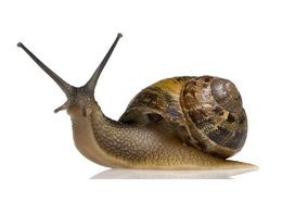 SALYANGOZ (SÜMÜKLÜ BÖCEKLER)