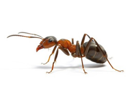 KARINCA (EV KARINCASI)